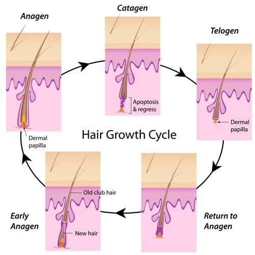 illustration of hair growth cycle
